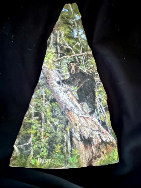 Climbing Black Bear- 