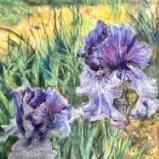“Violet Irises” -Pastel-available through Eccentric Gardens Allegan Mi