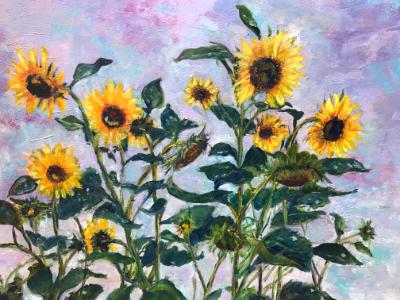 Sunflowers at Daybreak - SGH Sunflowers at Daybreak - SGH