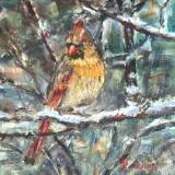 Female cardinal in snowy pines