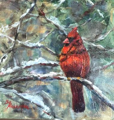 Male cardinal in snowy pines