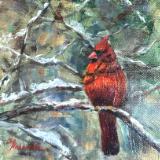 Male cardinal in snowy pines