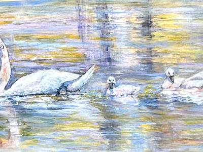 Golden Pond Swans