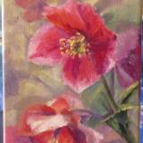 Spring Lenten Roses