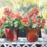 Geranium Pots -SGH Available at Eccentric Garden ,Allegan Ami.