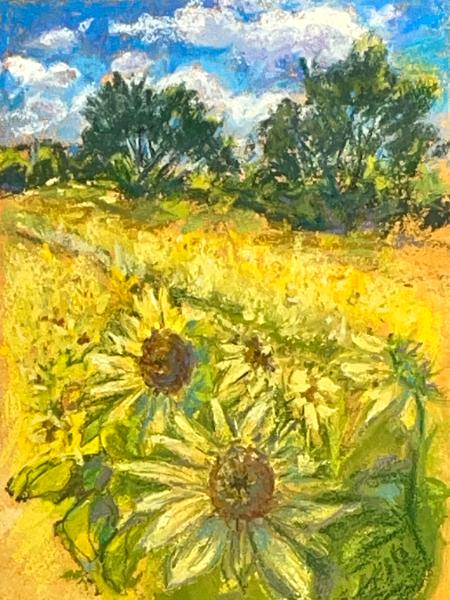 Sunflower Field Plein Air Pastel