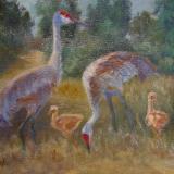Animals, Birds and Wildlife