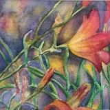 Day Lily Bloom and Buds/ Framed watercolorSGH