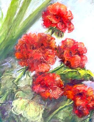 Red Geraniums Red Geraniums