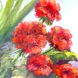 Red Geraniums