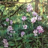 Road Phlox SGH-available Eccentrc Garden Allegan Mi.