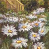 Summer Daisies 